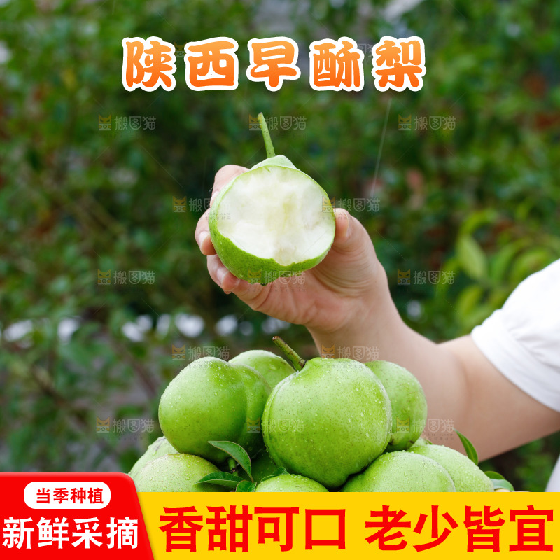手里拿着早酥梨