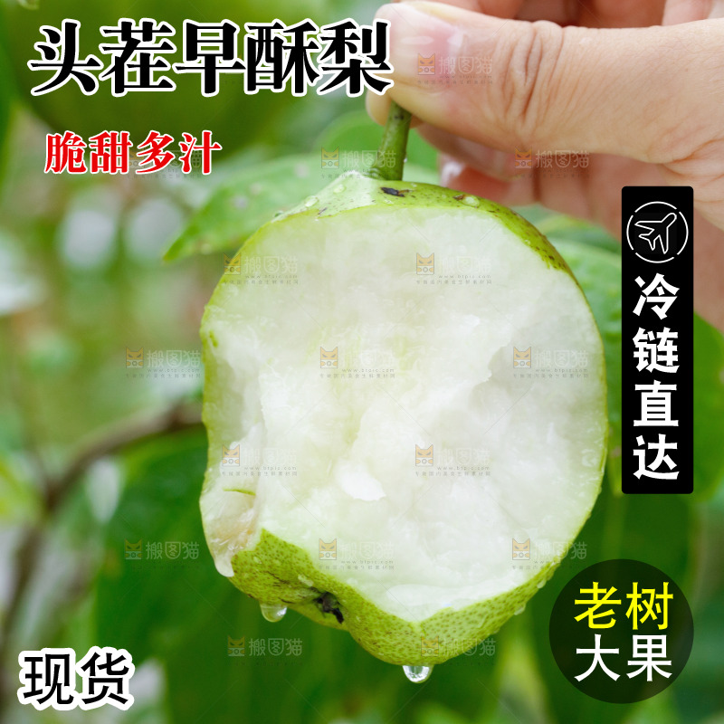手里拿着早酥梨