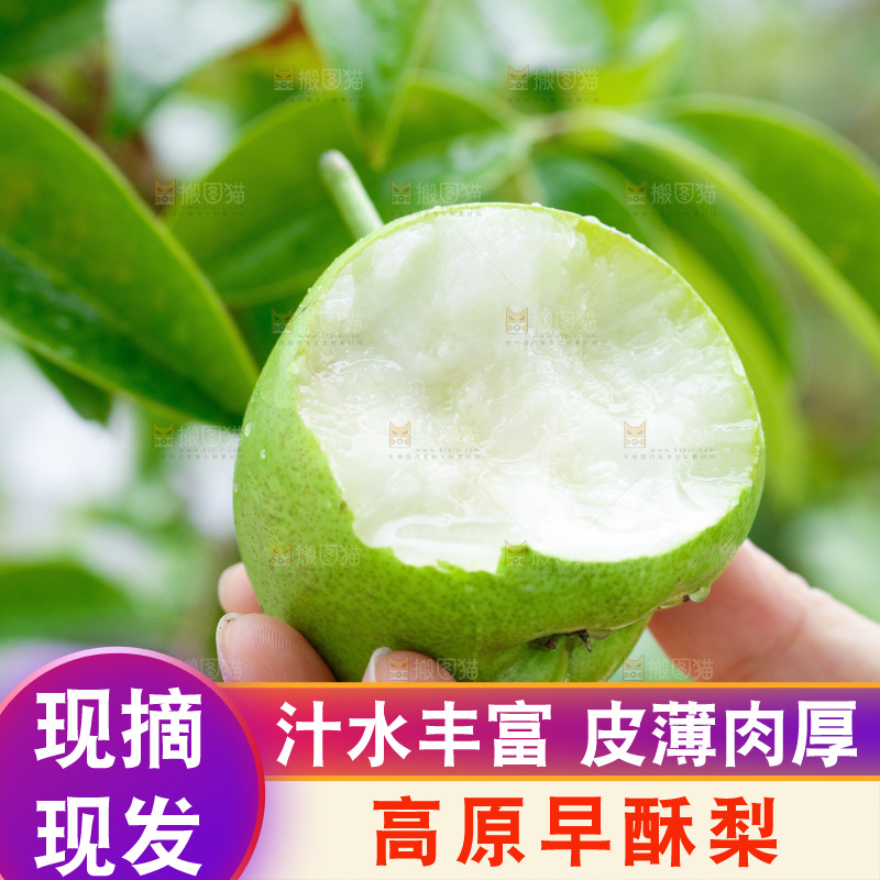 手里拿着早酥梨