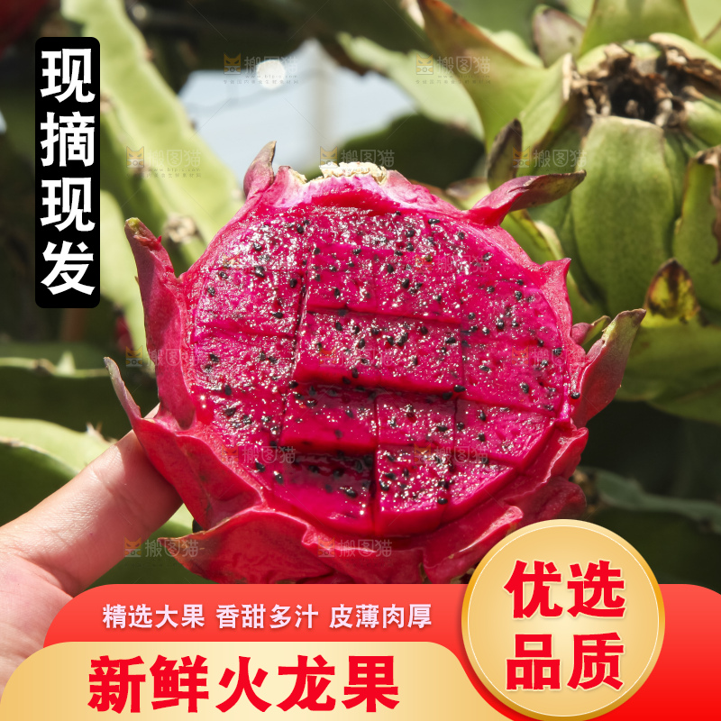 手里拿着红心火龙果