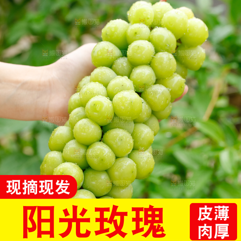 手里拿着阳光玫瑰