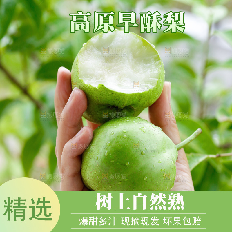 手里拿着早酥梨