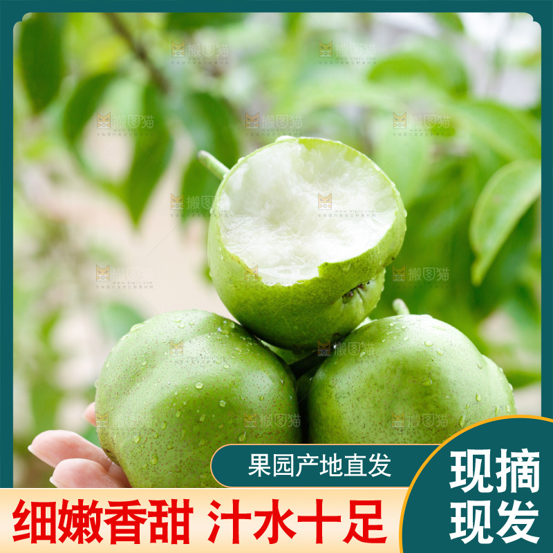 手里拿着早酥梨