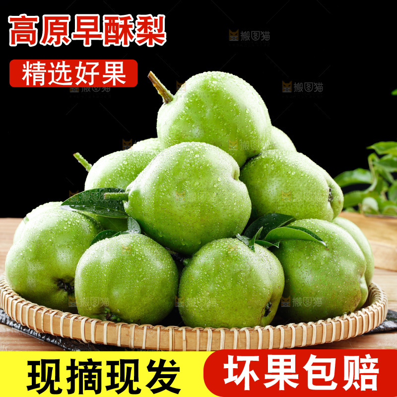 浅底上的早酥梨