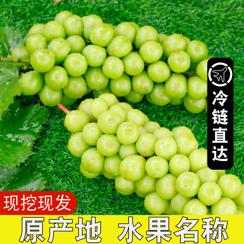草地上放着阳光玫瑰青提