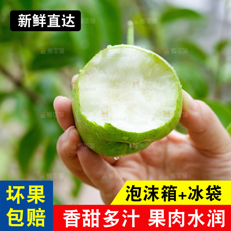 手里拿着早酥梨