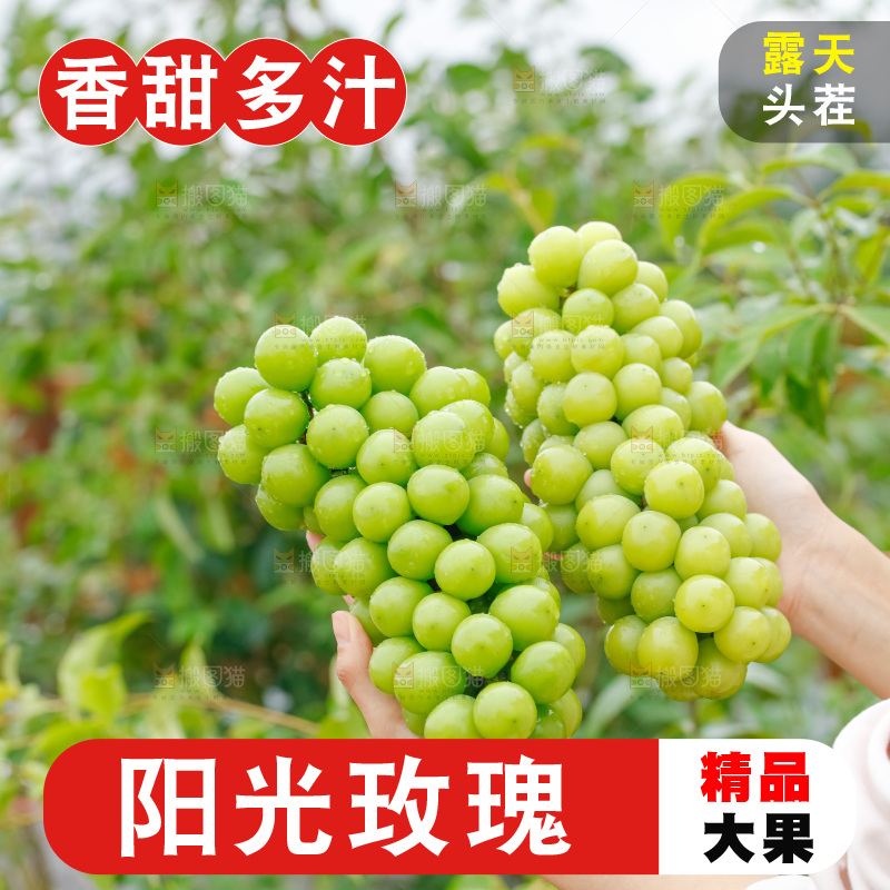 手里拿着阳光玫瑰
