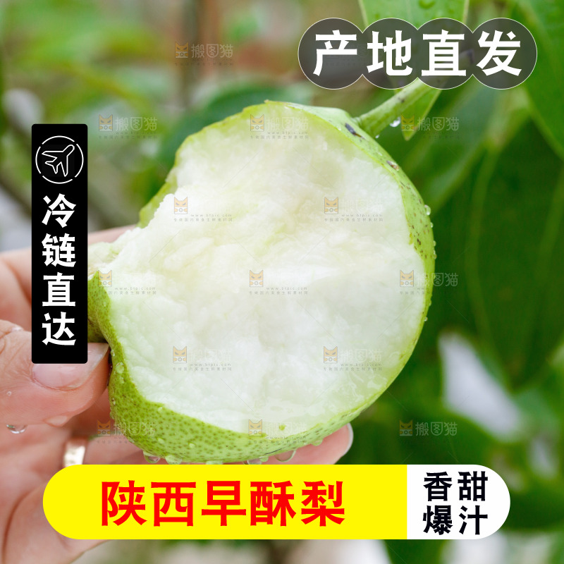 手里拿着早酥梨