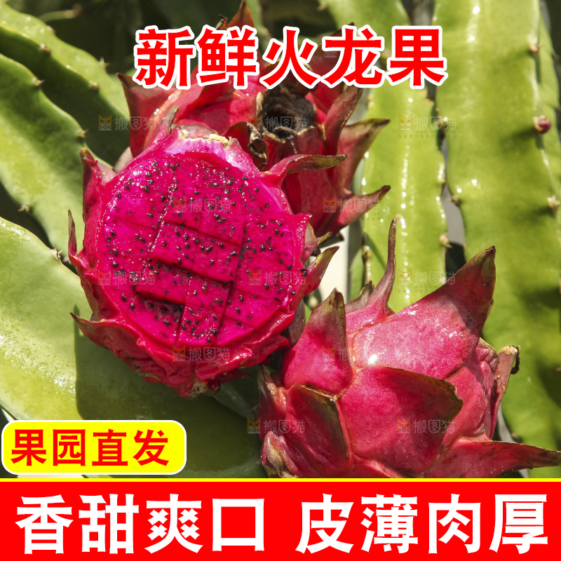 手里拿着红心火龙果