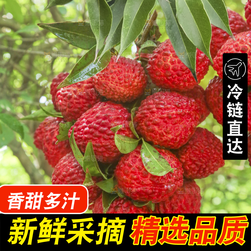 手里拿着火山荔枝王