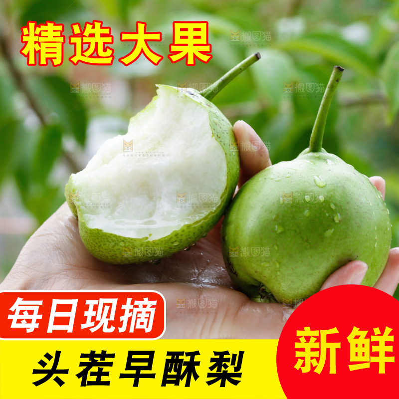 手里拿着早酥梨