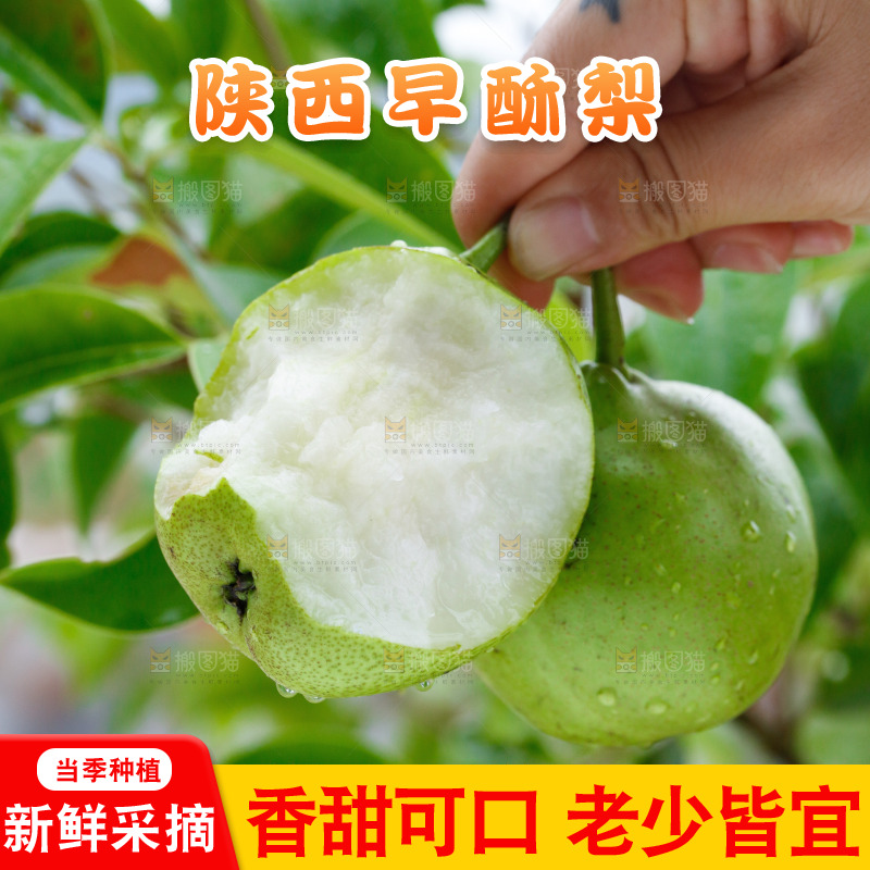 手里拿着早酥梨