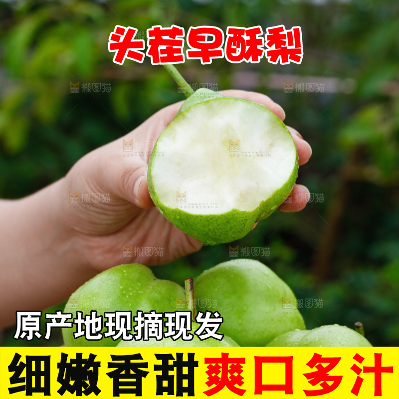 手里拿着早酥梨