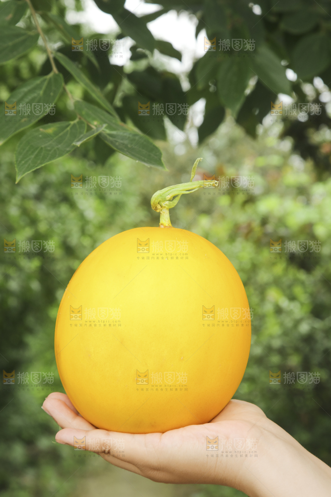 手里拿着的黄河蜜瓜
