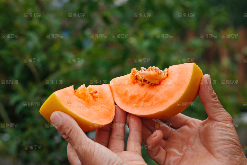 手里拿着的黄河蜜瓜