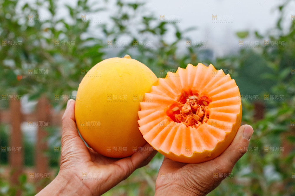 手里拿着的黄河蜜瓜