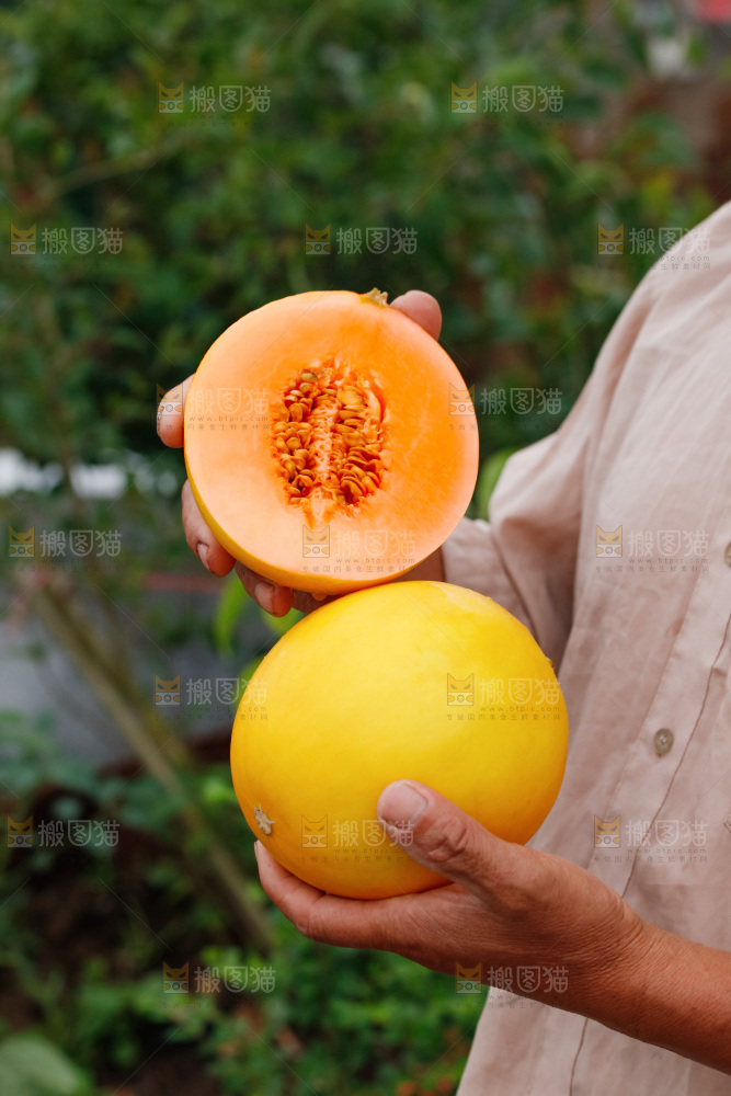 手里拿着的黄河蜜瓜