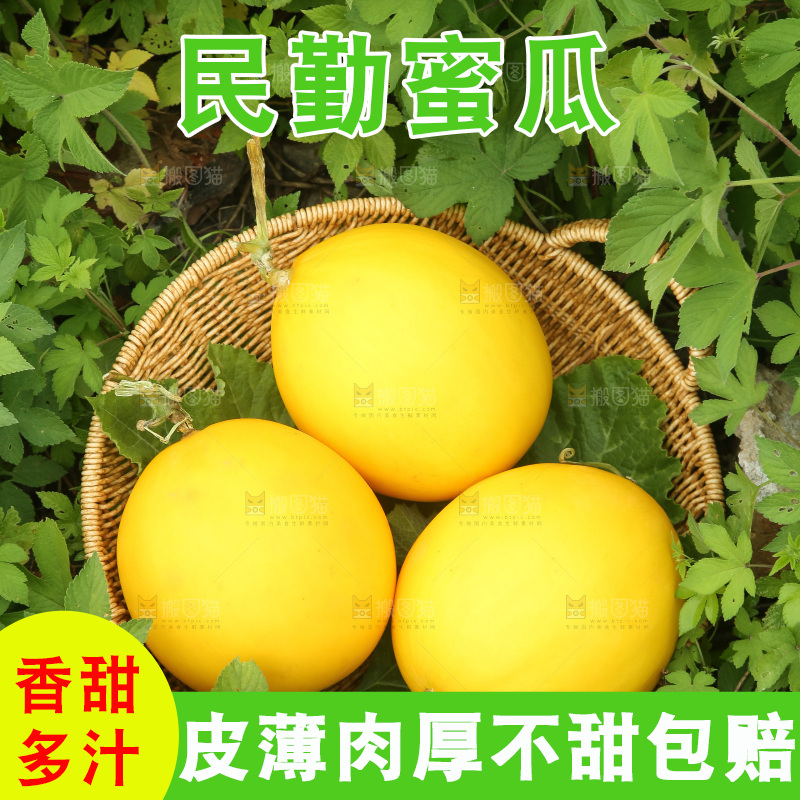 手里拿着的黄河蜜瓜