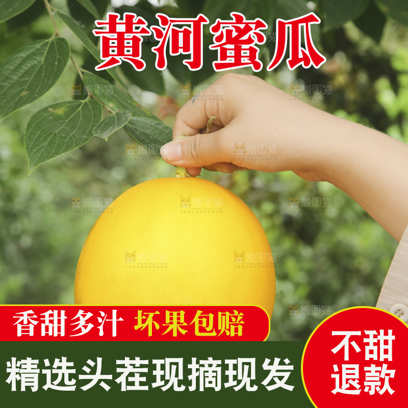 手里拿着的黄河蜜瓜