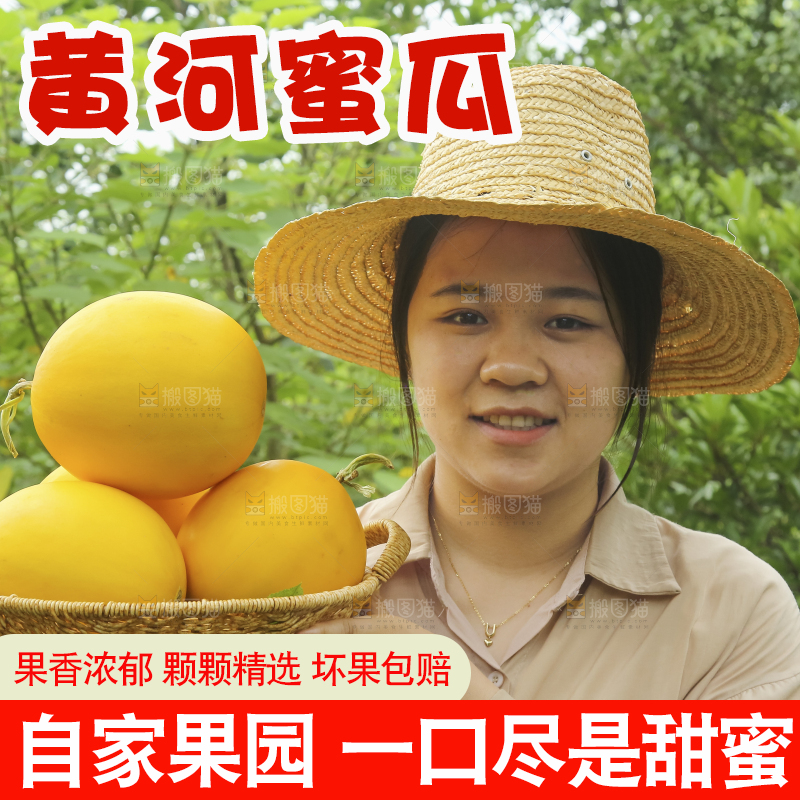 手里拿着的黄河蜜瓜