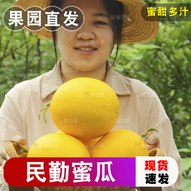 手里拿着的黄河蜜瓜