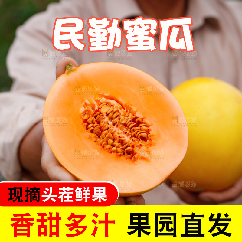 手里拿着的黄河蜜瓜
