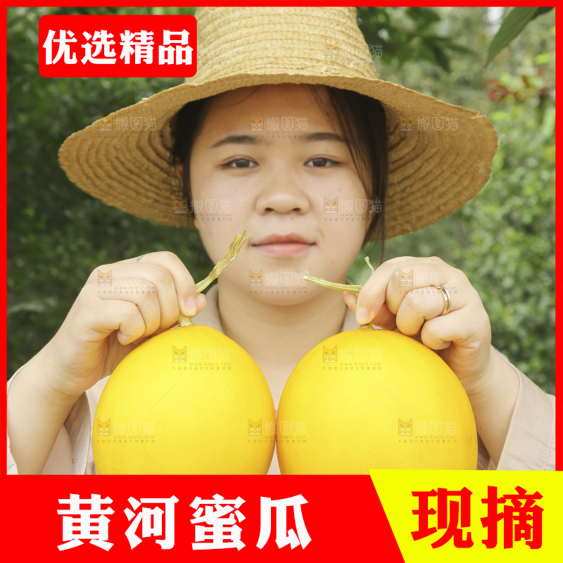 手里拿着的黄河蜜瓜