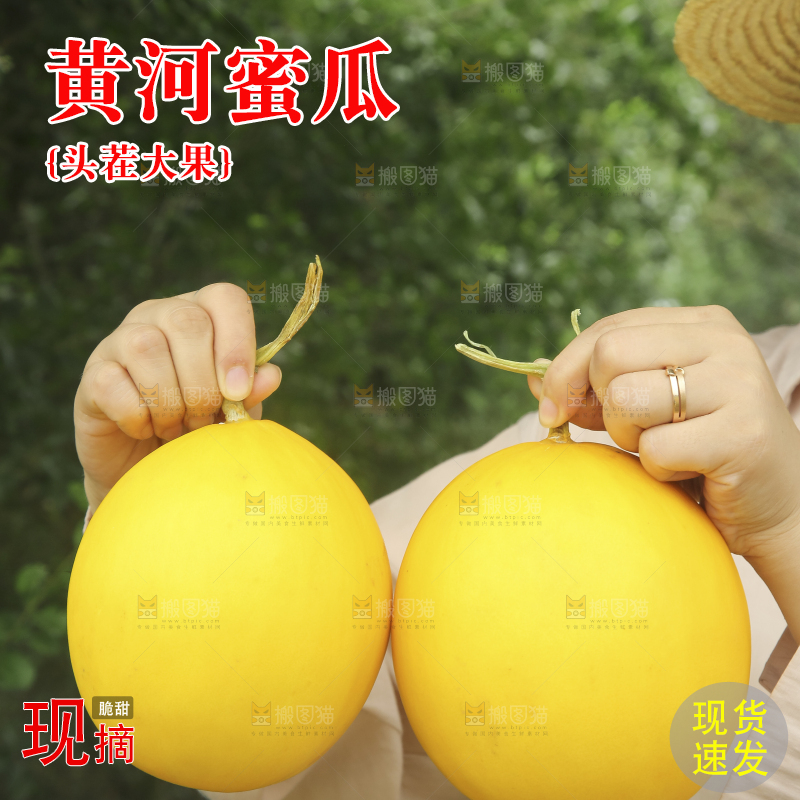手里拿着的黄河蜜瓜