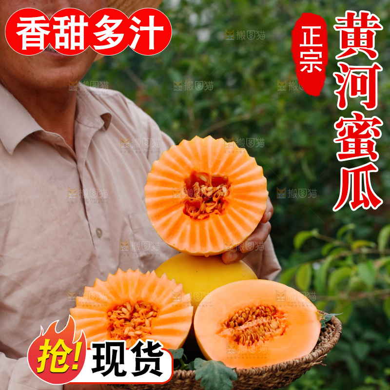手里拿着的黄河蜜瓜