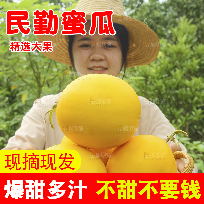 手里拿着的黄河蜜瓜
