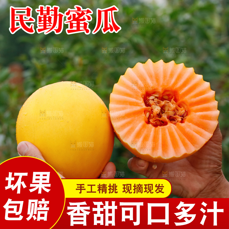 手里拿着的黄河蜜瓜