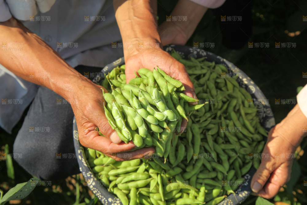 手里拿着现摘毛豆