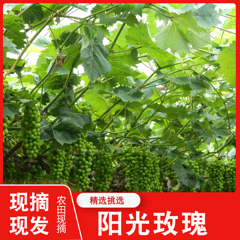 果园里的阳光玫瑰