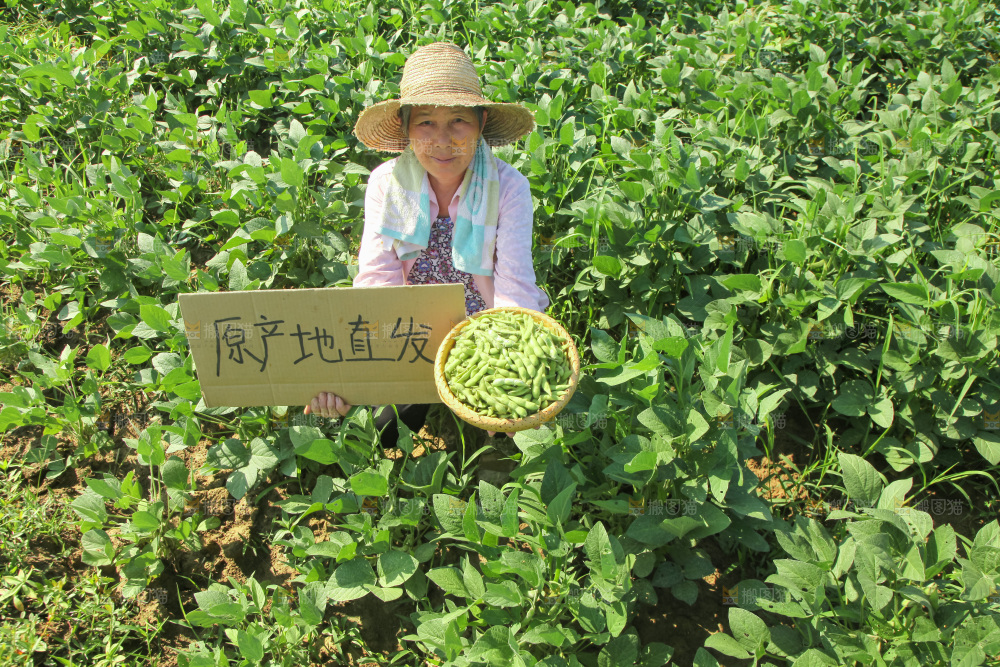 手里拿着现摘毛豆