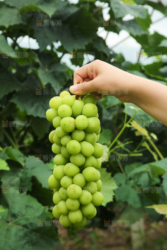 手里拿着阳光玫瑰