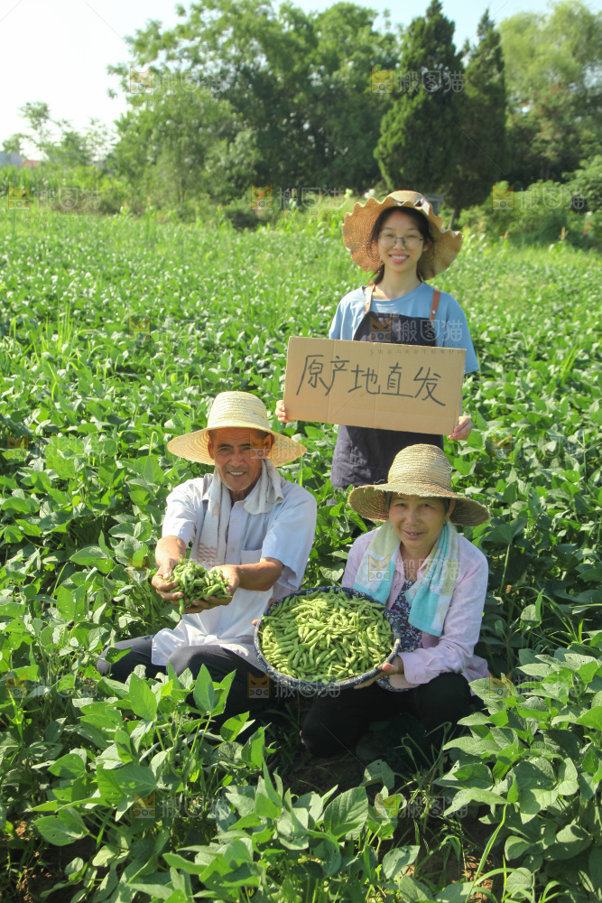 手里拿着现摘毛豆