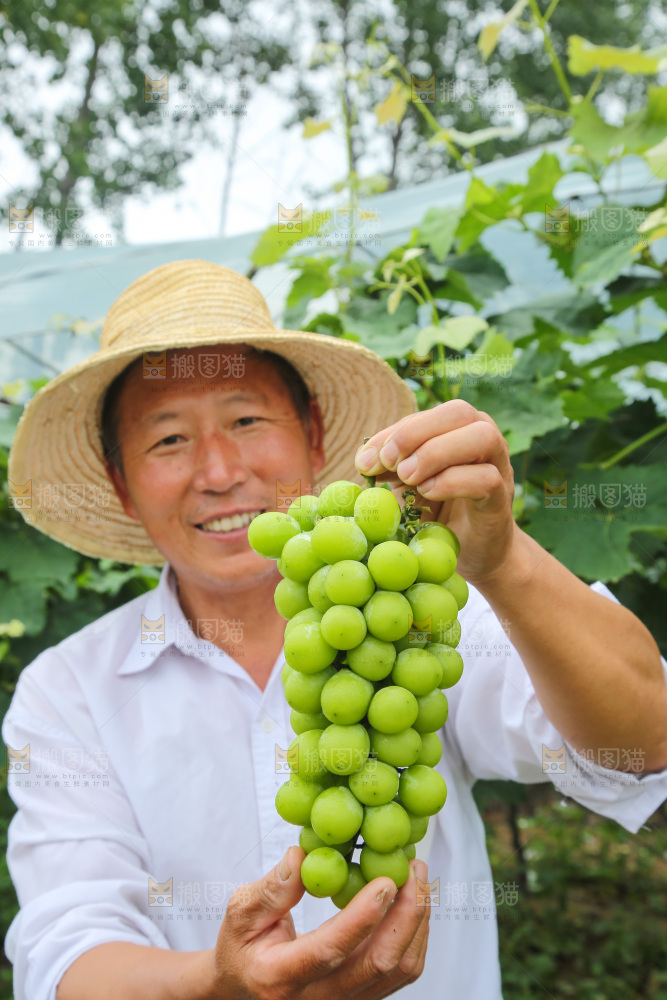 手里拿着阳光玫瑰