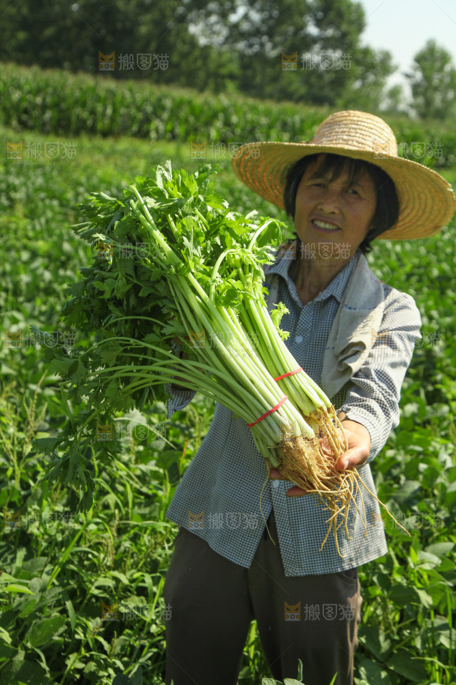 手里拿着新鲜芹菜