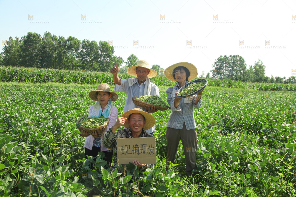 手里拿着现摘毛豆