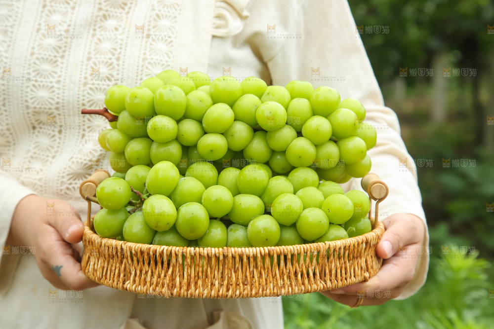 阳光玫瑰青提