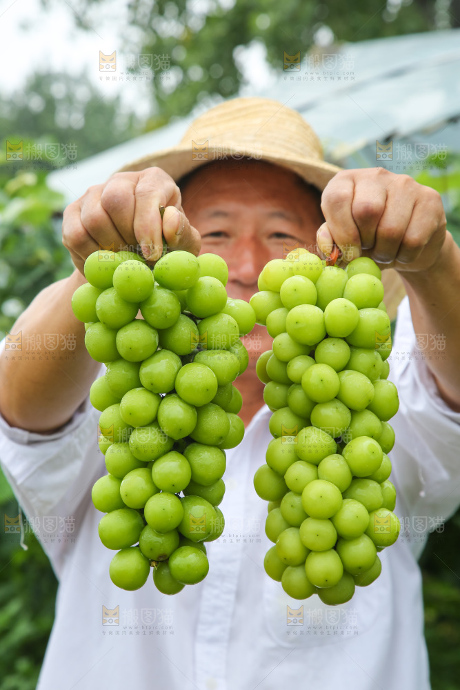 手里拿着阳光玫瑰