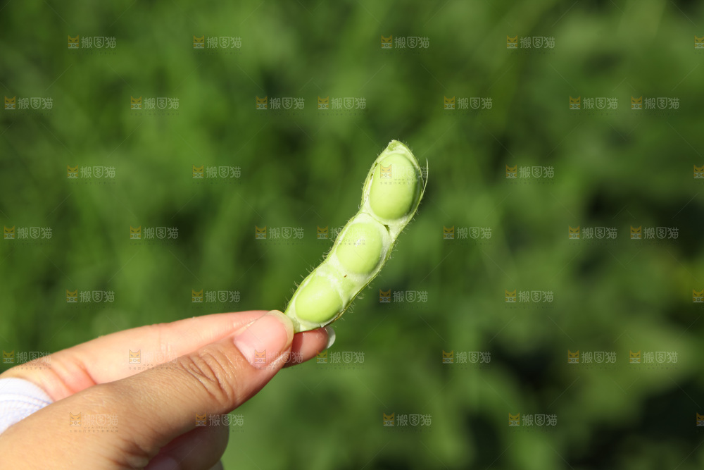 手里拿着现摘毛豆