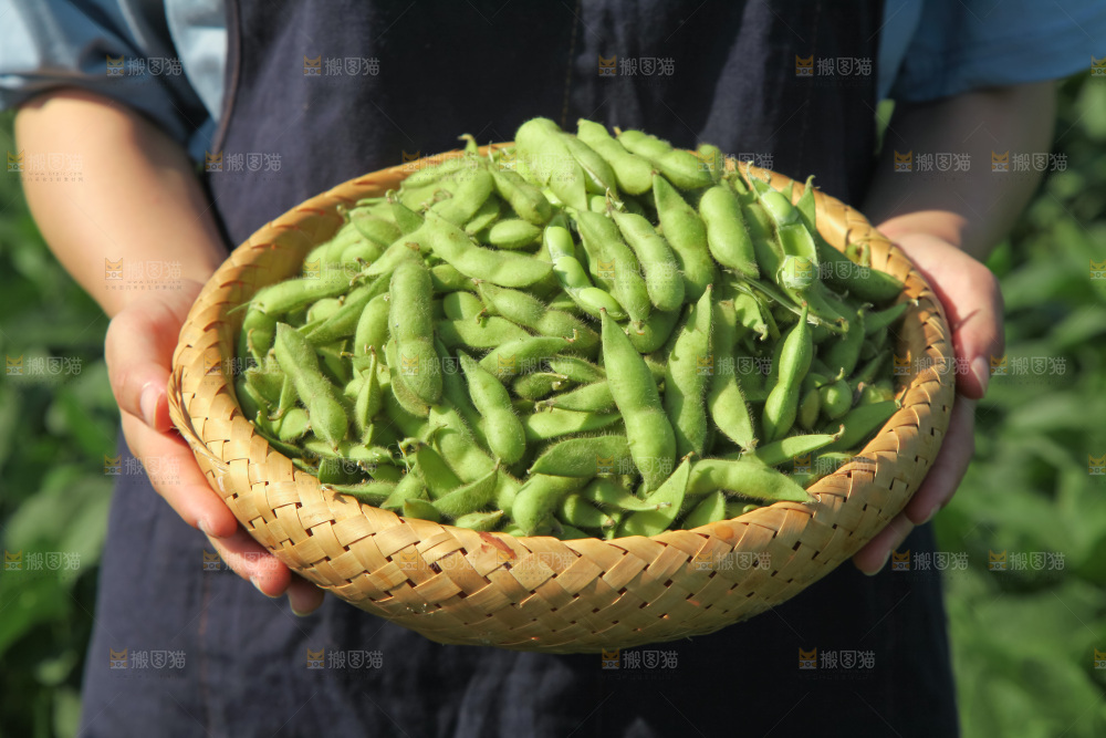 手里拿着现摘毛豆