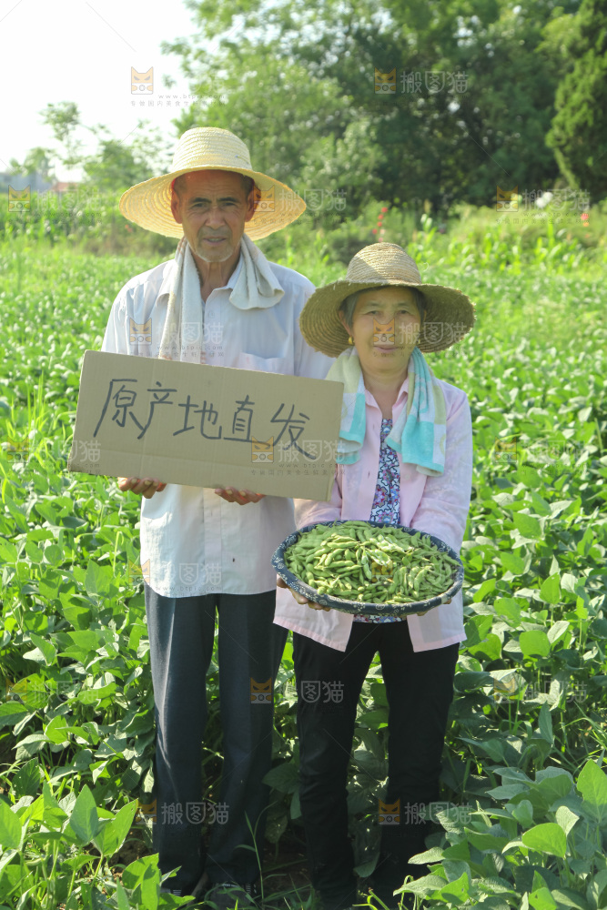手里拿着现摘毛豆