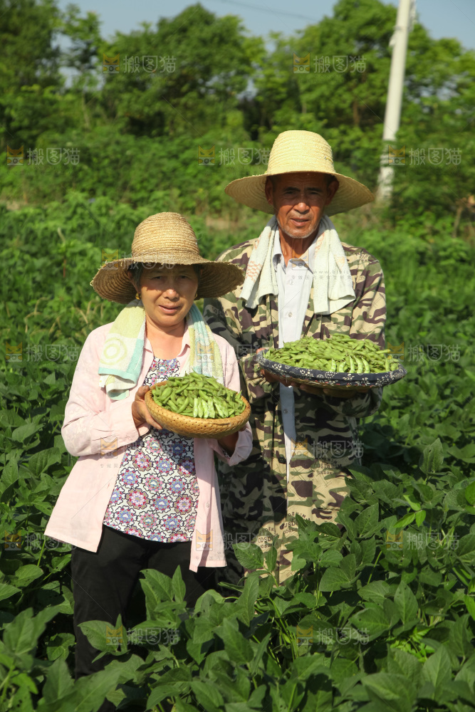 手里拿着现摘毛豆