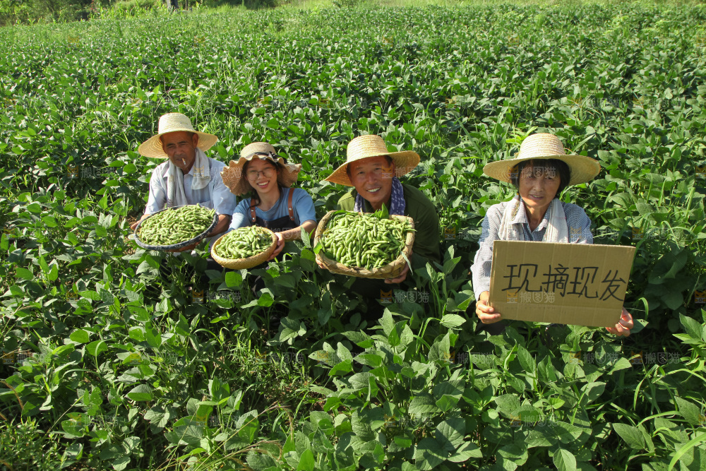 手里拿着现摘毛豆