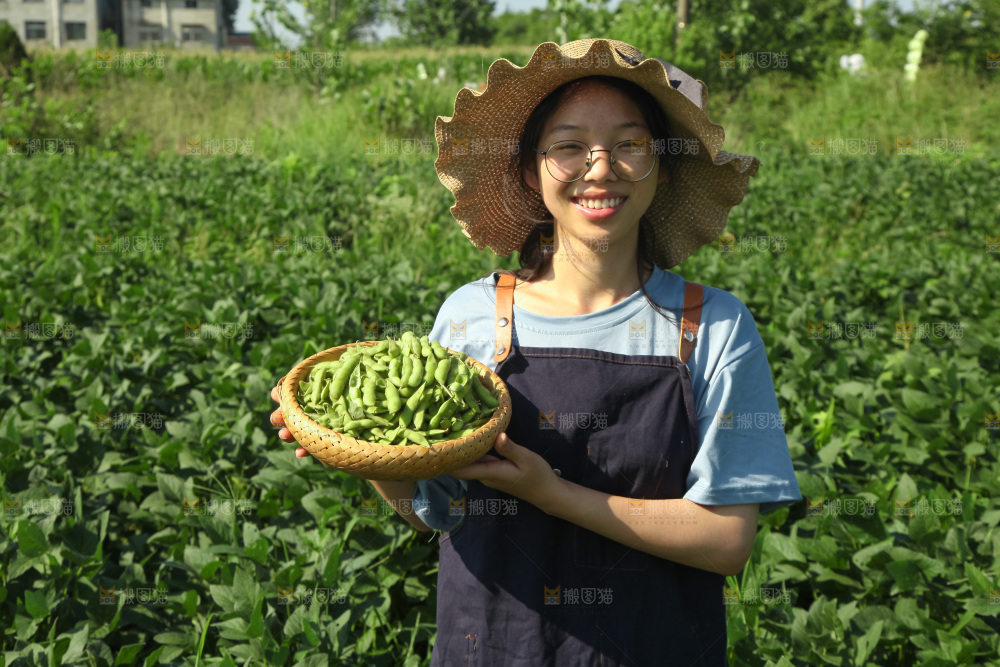 手里拿着现摘毛豆