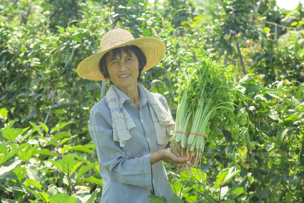 手里拿着新鲜芹菜