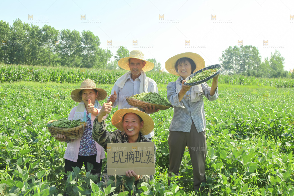 手里拿着现摘毛豆