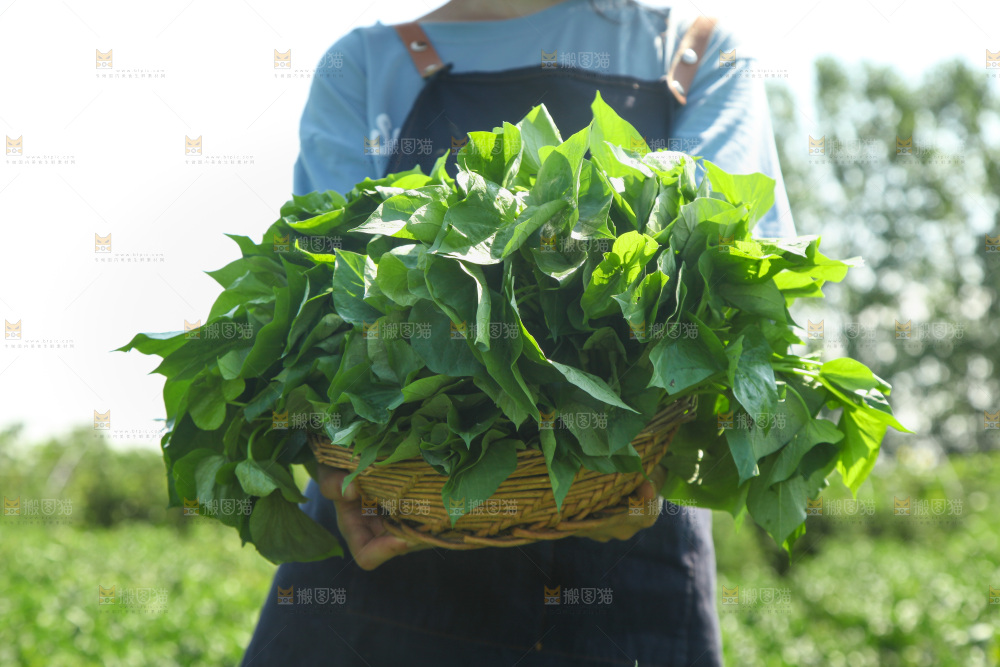 手里拿着苕尖